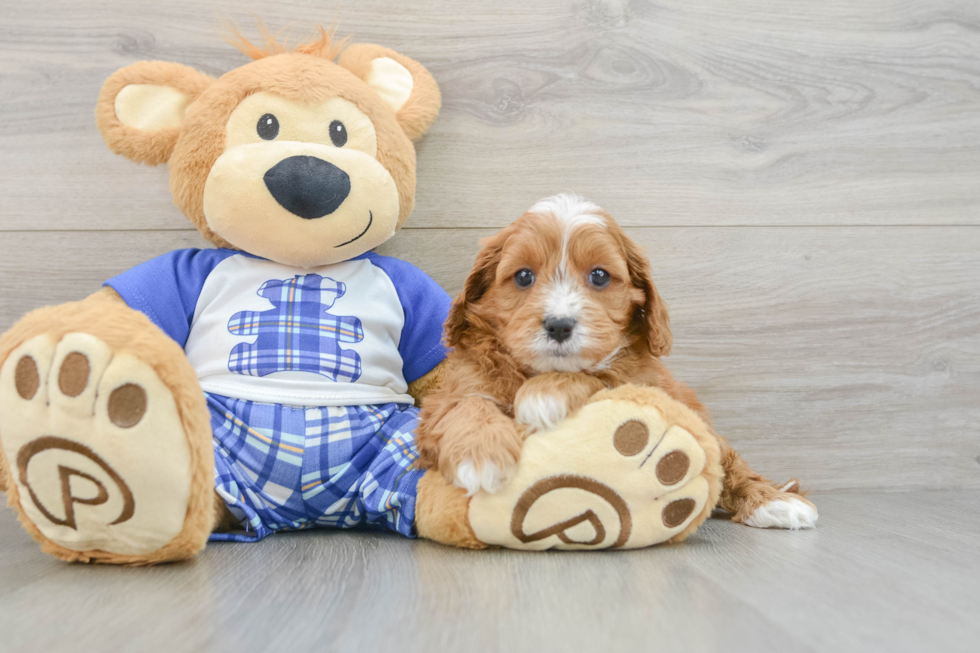 Energetic Cavoodle Poodle Mix Puppy
