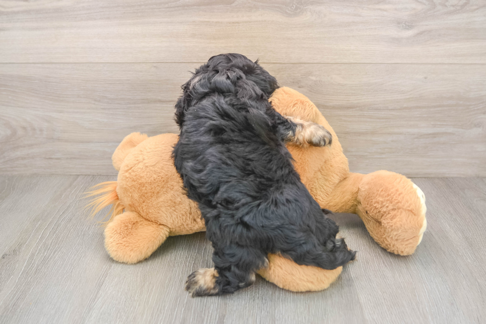 Smart Cavapoo Poodle Mix Pup