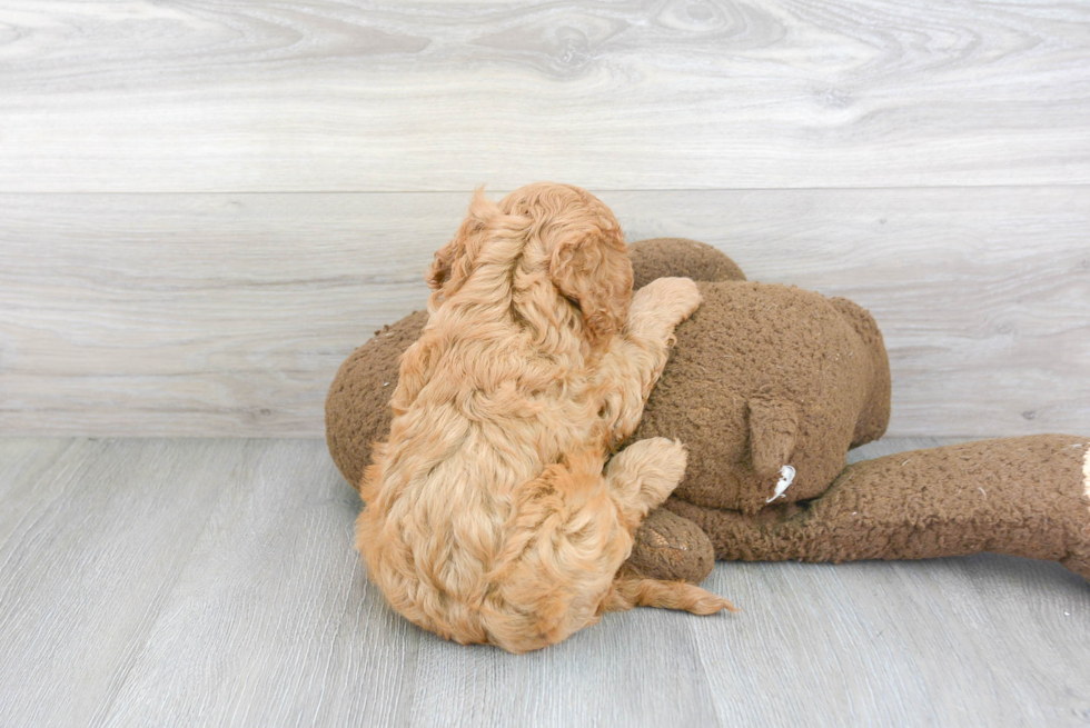 Cavapoo Pup Being Cute