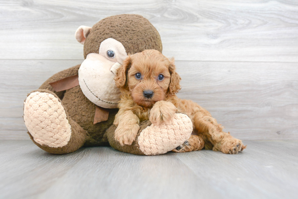 Best Cavapoo Baby
