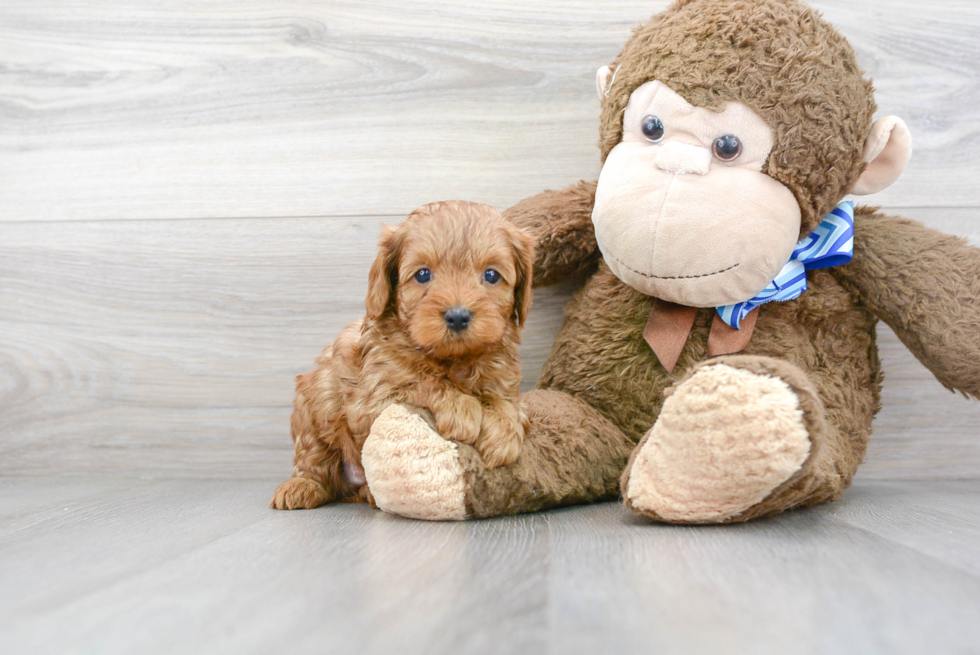 Cavapoo Puppy for Adoption
