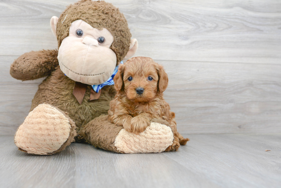 Smart Cavapoo Poodle Mix Pup
