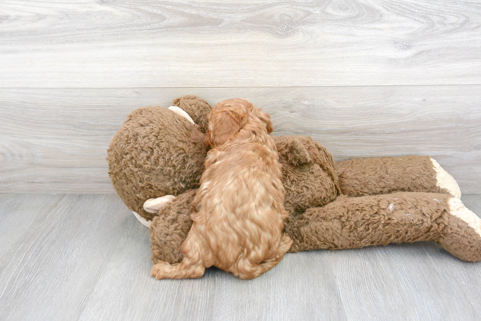 Cavapoo Puppy for Adoption