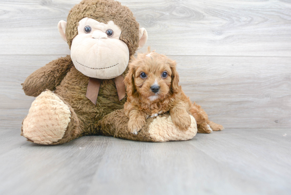 Cavapoo Pup Being Cute