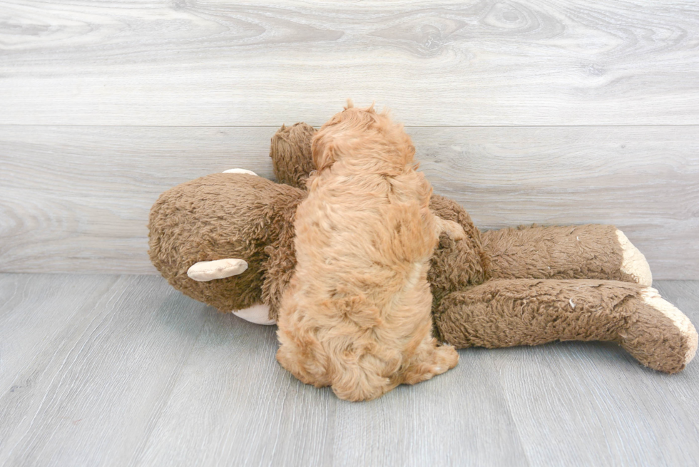 Cavapoo Puppy for Adoption