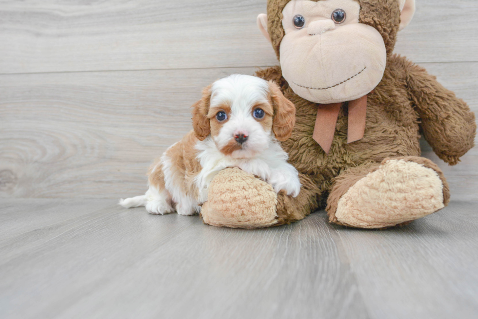 Happy Cavapoo Baby