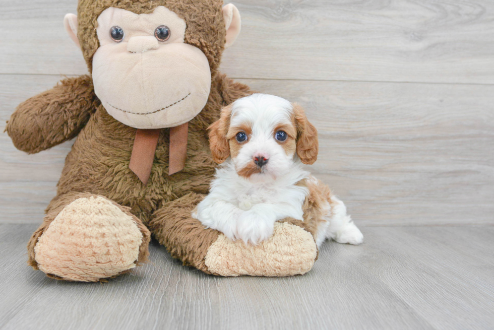 Best Cavapoo Baby