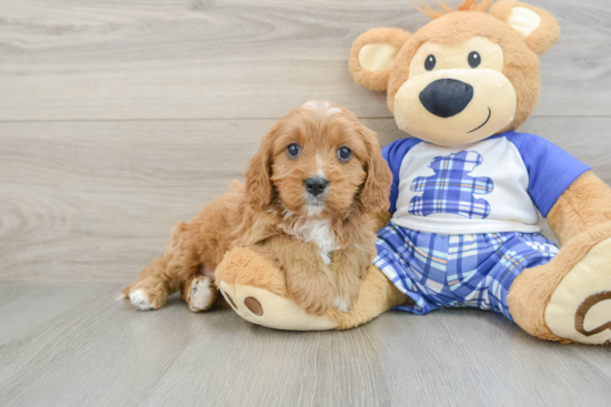 Popular Cavapoo Poodle Mix Pup