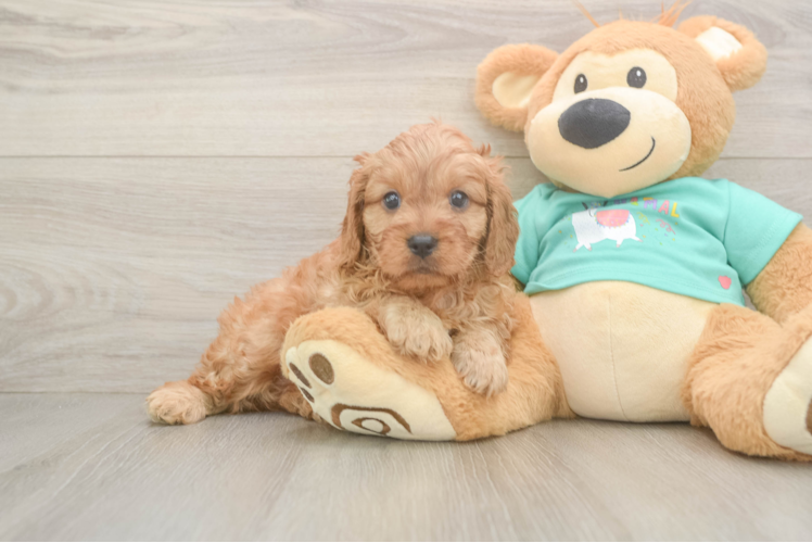 Cavapoo Pup Being Cute