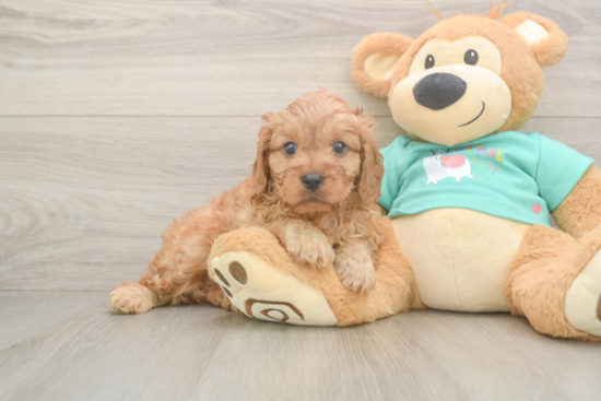 Cavapoo Pup Being Cute