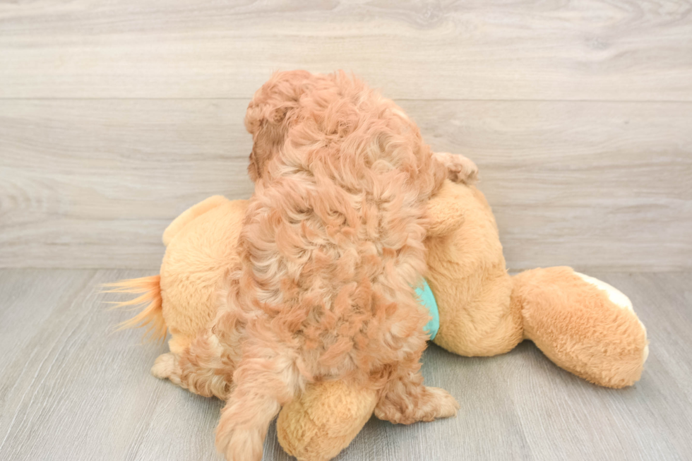 Popular Cavapoo Poodle Mix Pup