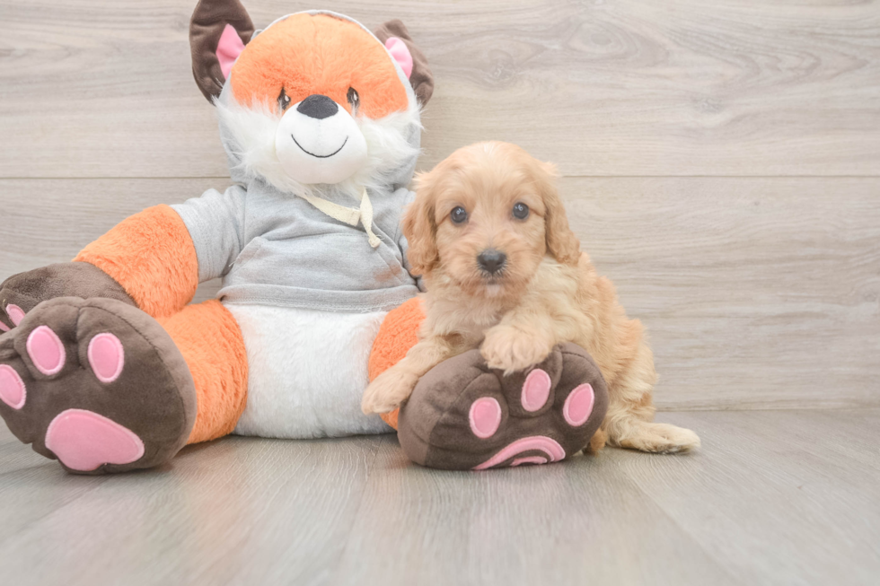 Best Cavapoo Baby