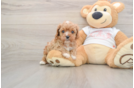 Cavapoo Puppy for Adoption