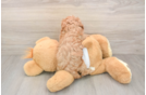 Cavapoo Pup Being Cute