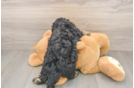Little Cavipoo Poodle Mix Puppy