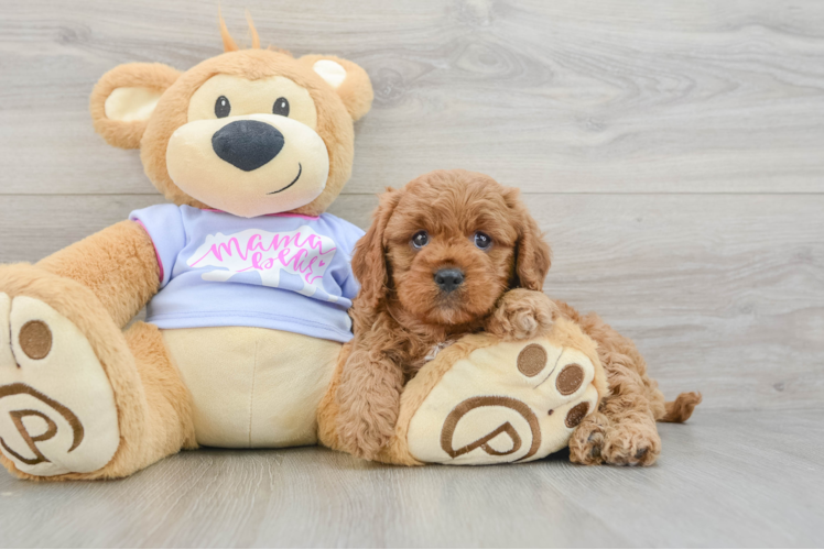 Friendly Cavapoo Baby