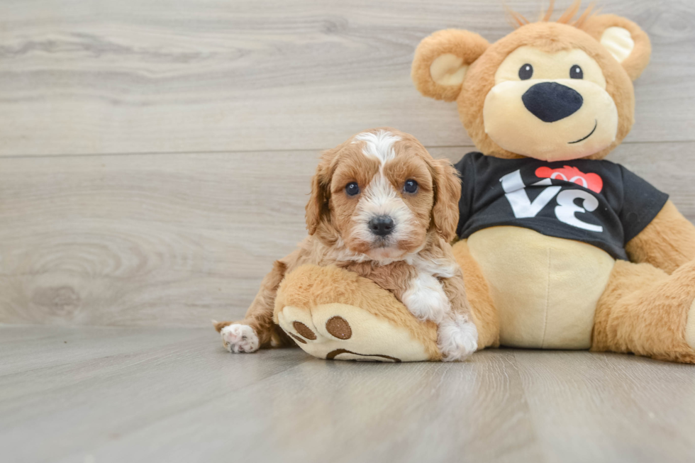 Cavapoo Puppy for Adoption