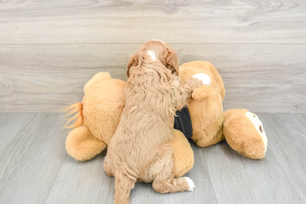 Small Cavapoo Baby
