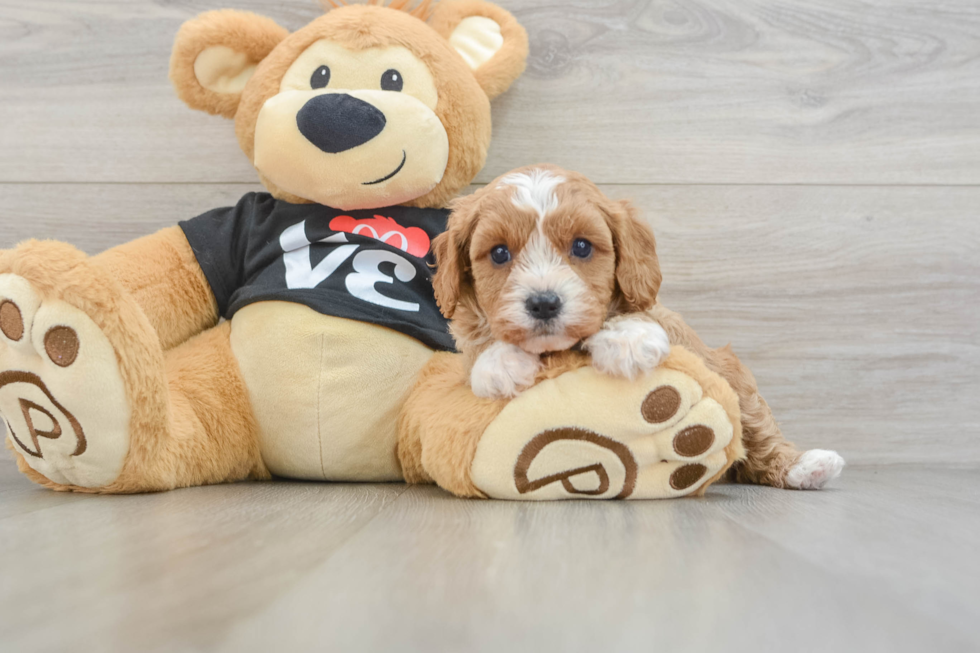 Cavapoo Puppy for Adoption