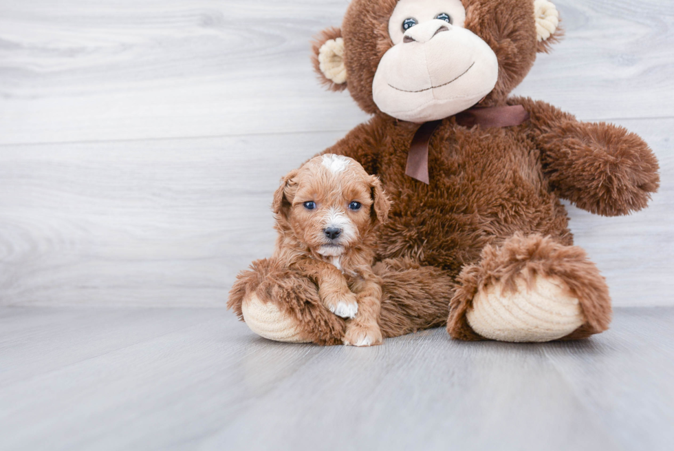 Best Cavapoo Baby