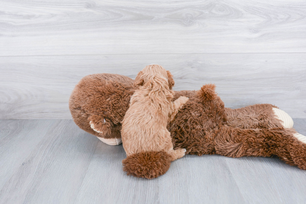 Cavapoo Puppy for Adoption