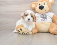 8 week old Cavapoo Puppy For Sale - Premier Pups