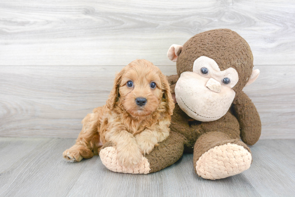 Cavapoo Puppy for Adoption