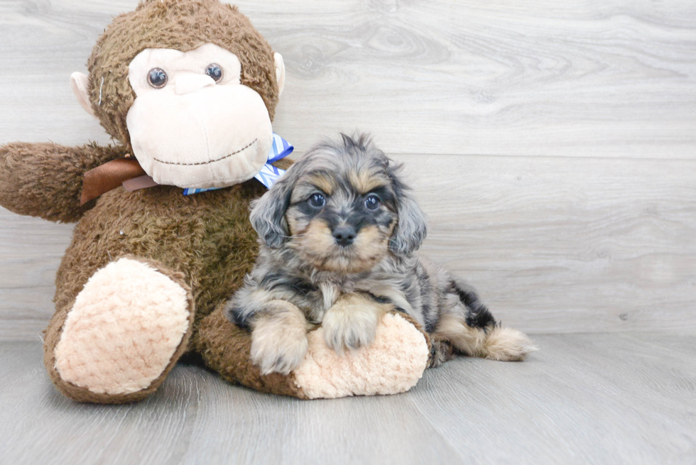 Cavapoo Pup Being Cute