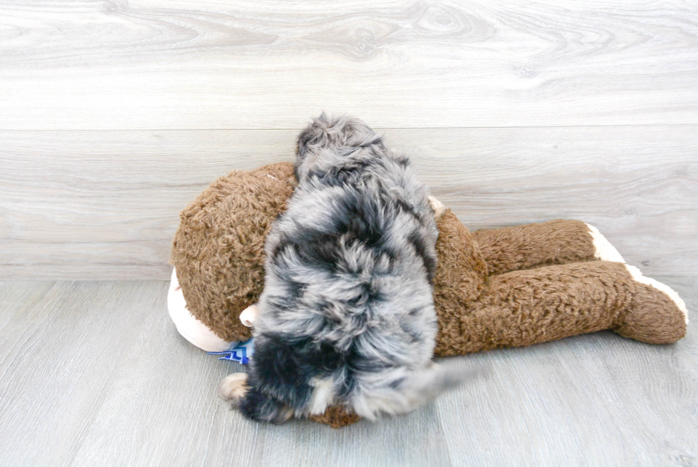 Cavapoo Puppy for Adoption