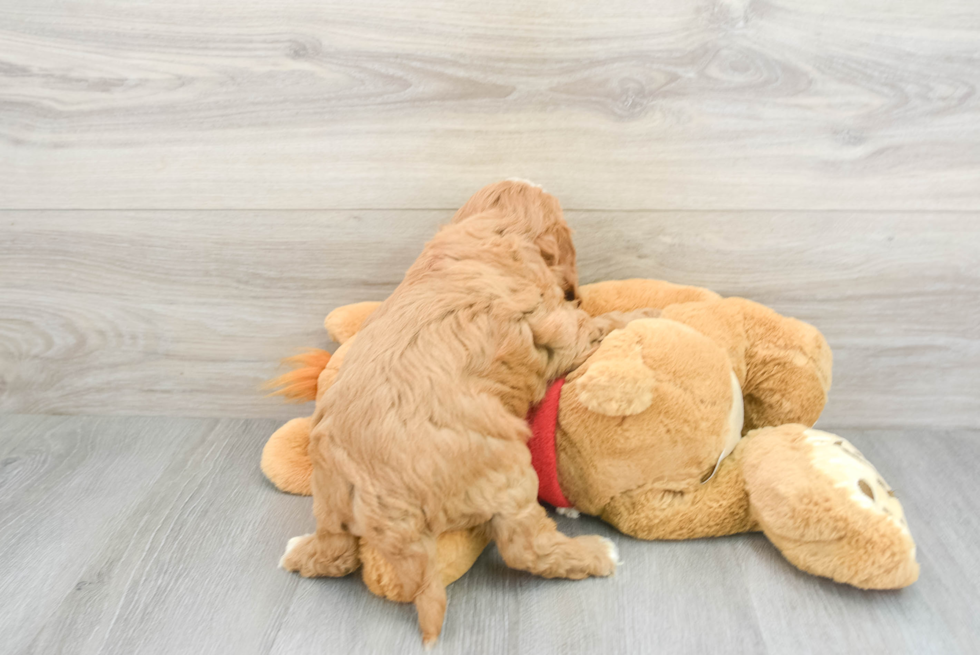 Hypoallergenic Cavoodle Poodle Mix Puppy