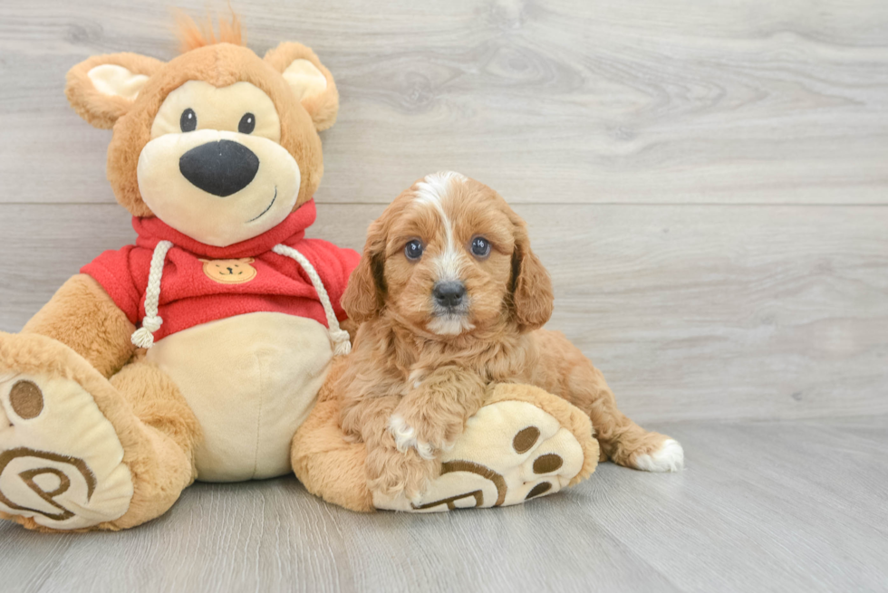 Cavapoo Pup Being Cute