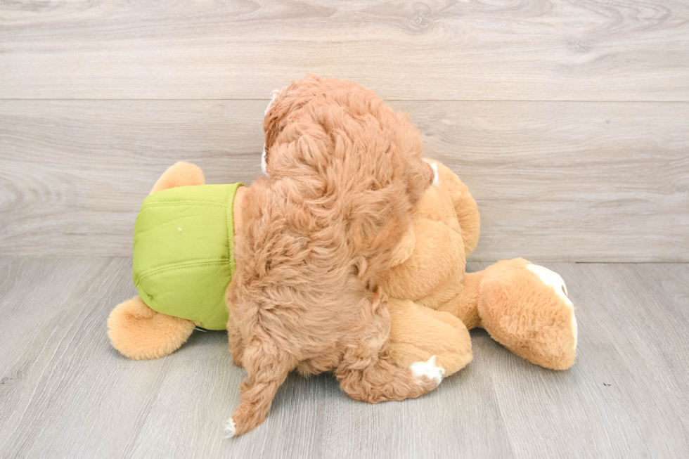 Funny Cavapoo Poodle Mix Pup