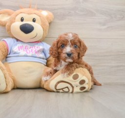 5 week old Cavapoo Puppy For Sale - Premier Pups
