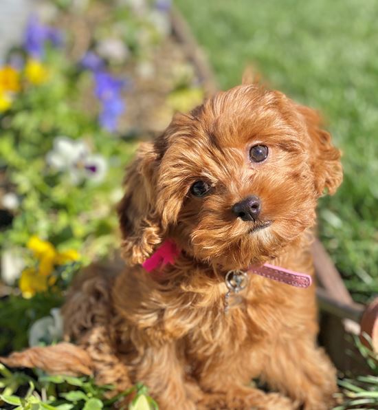 Red Cavapoo puppy sitting on the grass