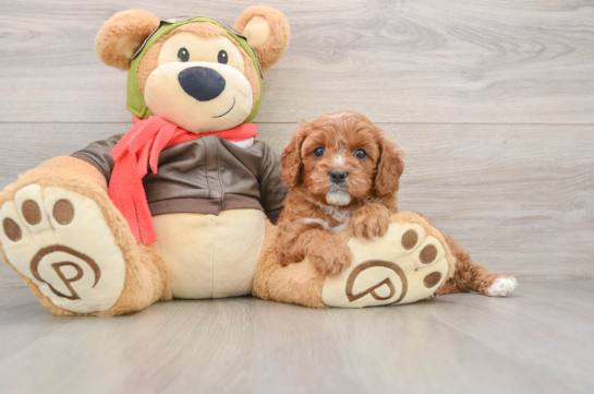 Cavapoo Pup Being Cute