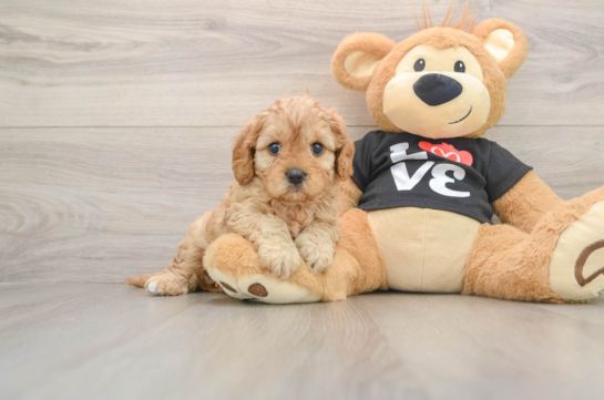 PINOT, a Cavapoo littermate