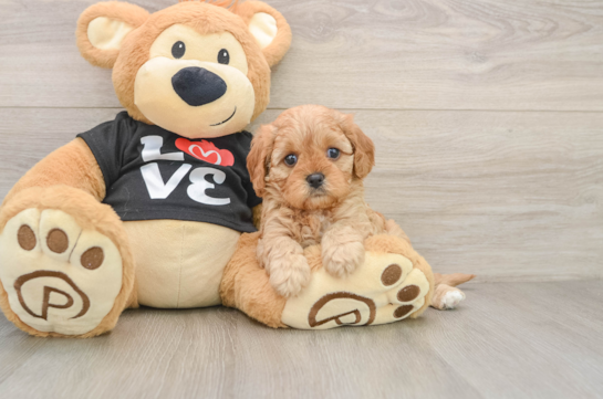 POCAHONTAS, a Cavapoo littermate