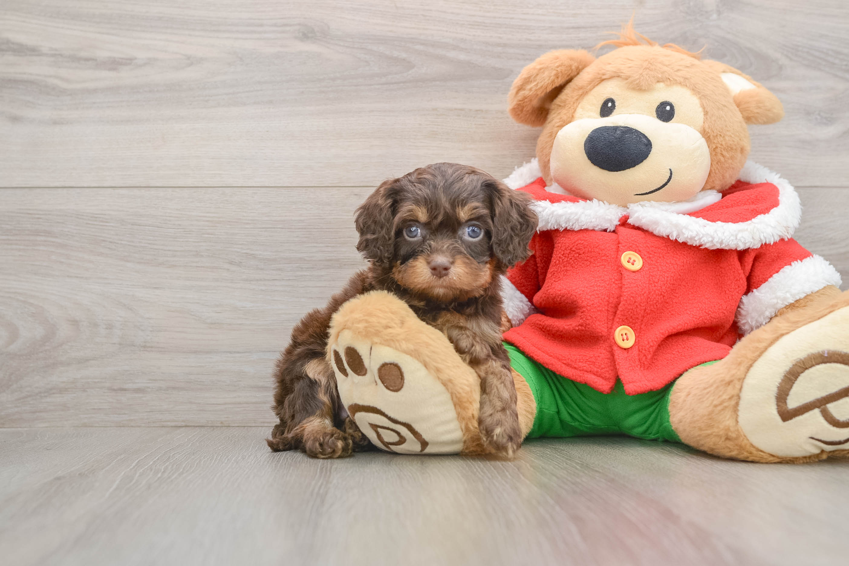 Playful Cavapoodle Poodle Mix Puppy