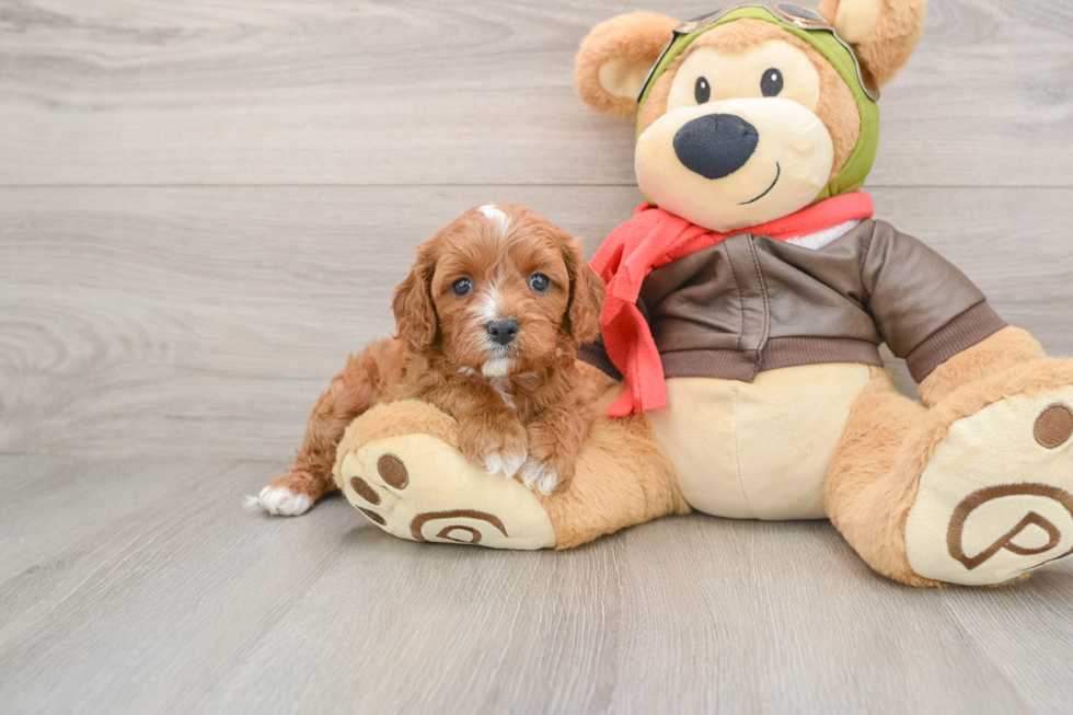 Cavapoo Puppy for Adoption