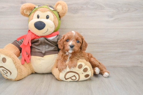 Cavapoo Pup Being Cute