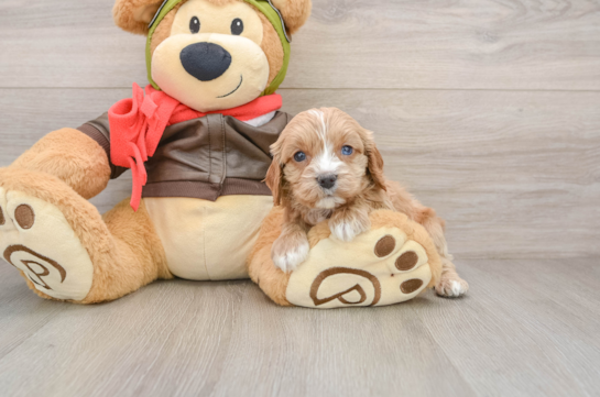 Friendly Cavapoo Baby