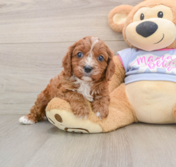 5 week old Cavapoo Puppy For Sale - Premier Pups