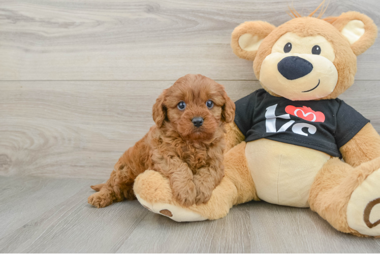 Cavapoo Pup Being Cute