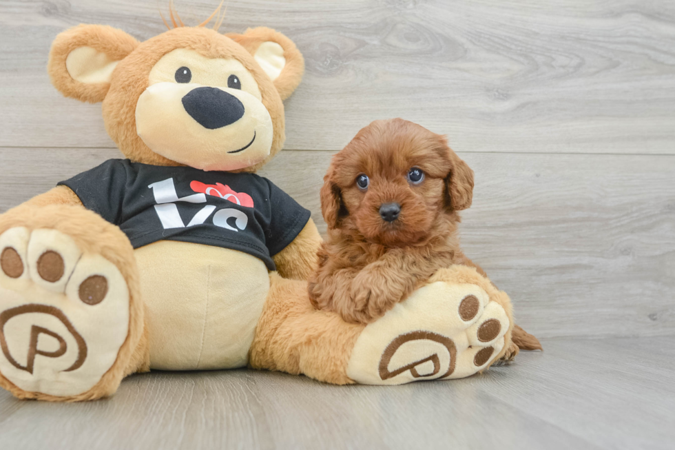 Little Cavipoo Poodle Mix Puppy