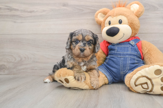 Funny Cavapoo Poodle Mix Pup