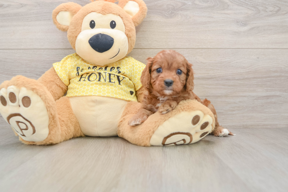 Smart Cavapoo Poodle Mix Pup