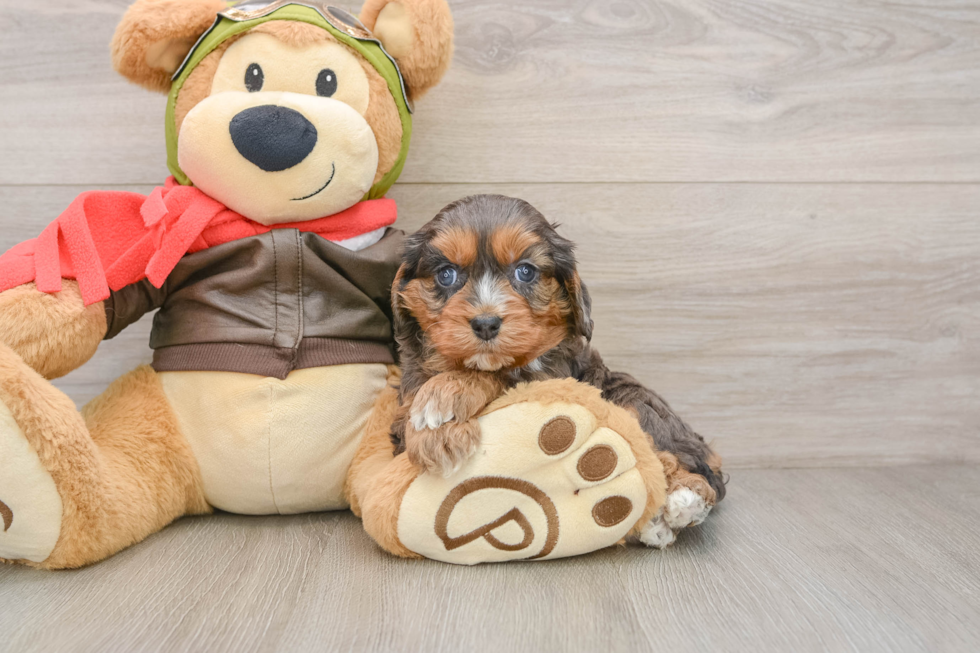 Fluffy Cavapoo Poodle Mix Pup