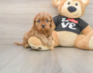8 week old Cavapoo Puppy For Sale - Premier Pups