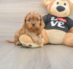 7 week old Cavapoo Puppy For Sale - Premier Pups