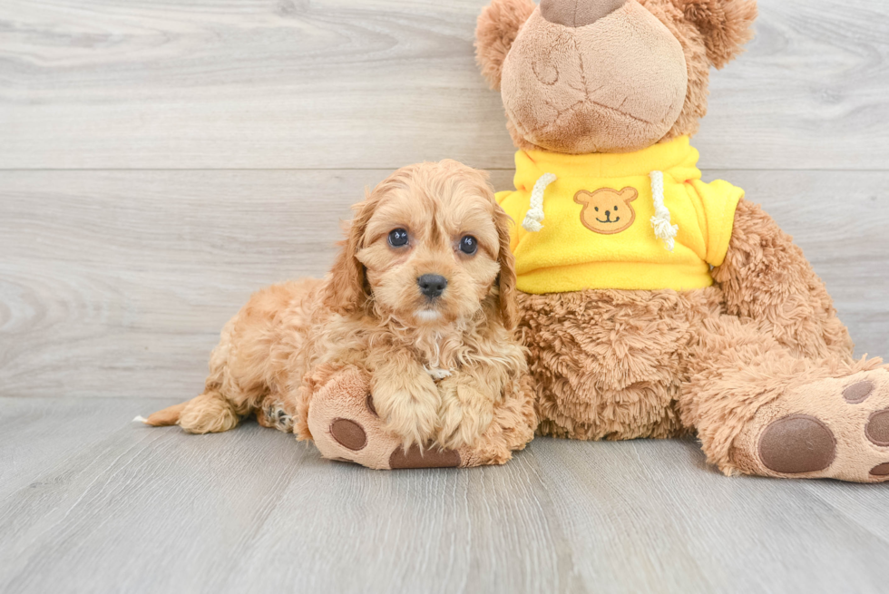 Best Cavapoo Baby